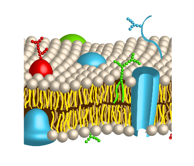 Prendre soin de nos MEMBRANES CELLULAIRES